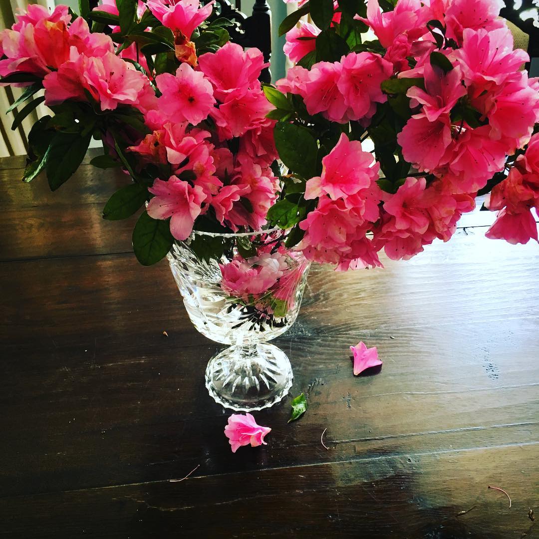 Had to bring some azaleas inside today, in honor of Master's week here in Georgia
