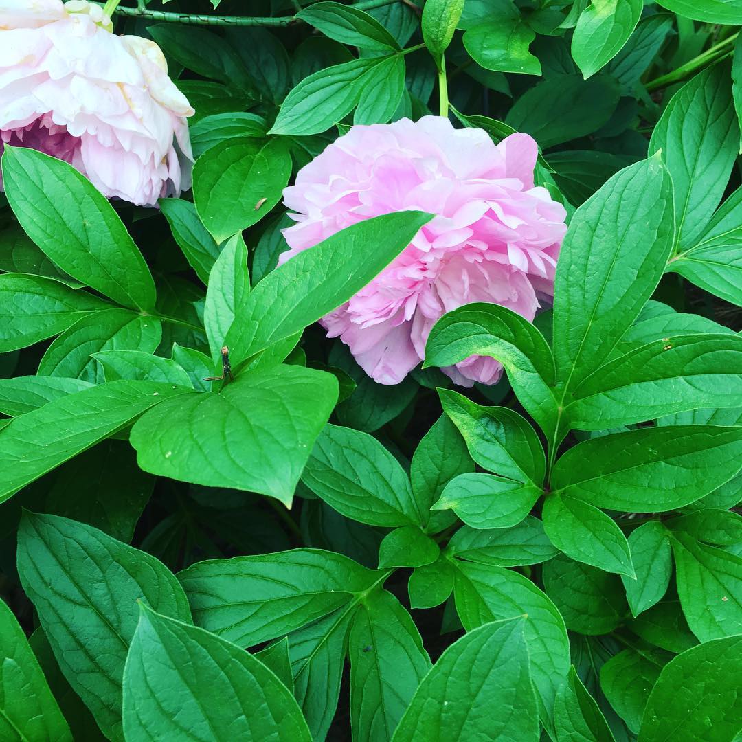 Pink peonies! Aren't they divine? Spotted today at @BirminghamBotanicalGarden.