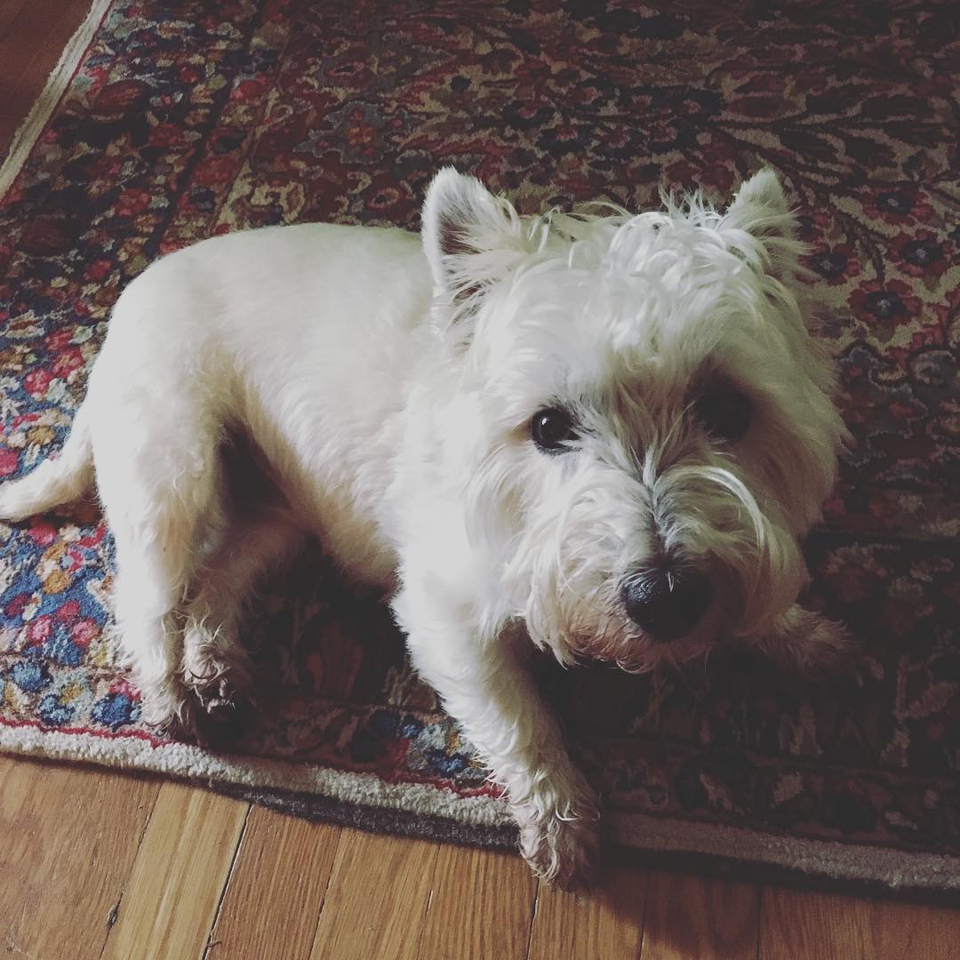 When your shop dog is a winsome Westie you sell more antiques